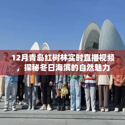 青岛红树林冬季直播,探秘海滨冬日的自然之美