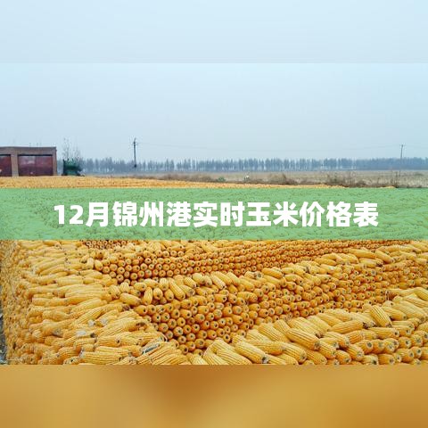 锦州港实时玉米价格表(最新更新)