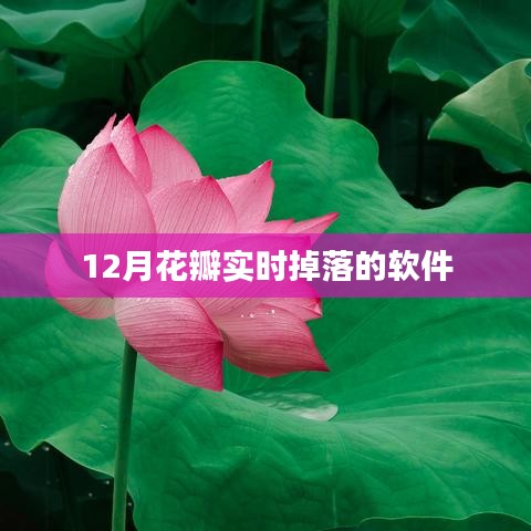 花瓣实时掉落软件，12月精彩呈现