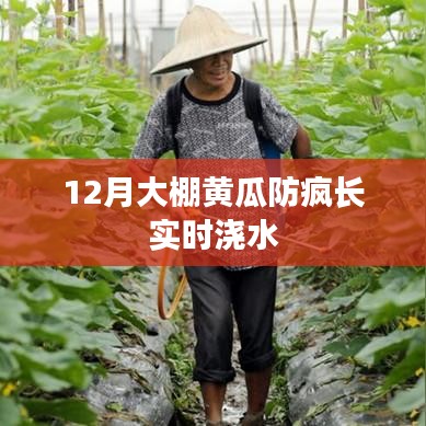 大棚黄瓜防疯长与实时浇水技巧——冬季管理要点