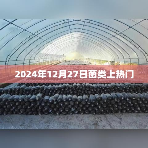 菌类热潮来袭，揭秘背后的秘密，2024年热门趋势展望