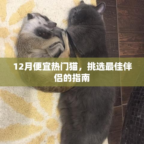 12月优惠好猫挑选指南,热门猫咪伴侣推荐