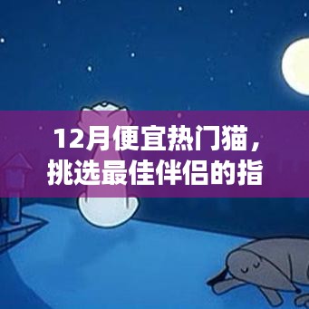 12月优惠好猫挑选指南,热门猫咪伴侣推荐