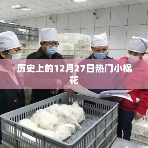 历史上的大事件,小棉花背后的故事在十二月二十七日揭晓