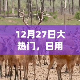 12月27日热点聚焦,日用百货品牌风采