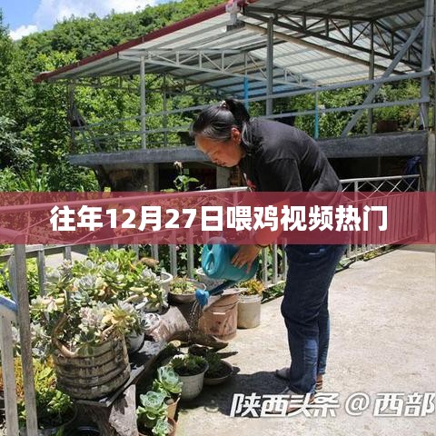 年终喂鸡盛况,12月27日视频火热上线