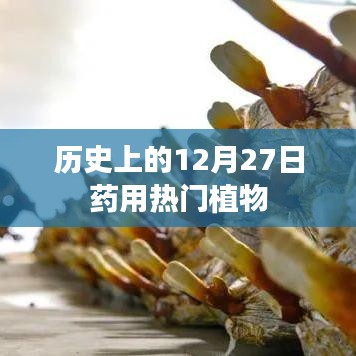 药用热门植物的历史，揭秘12月27日背后的故事