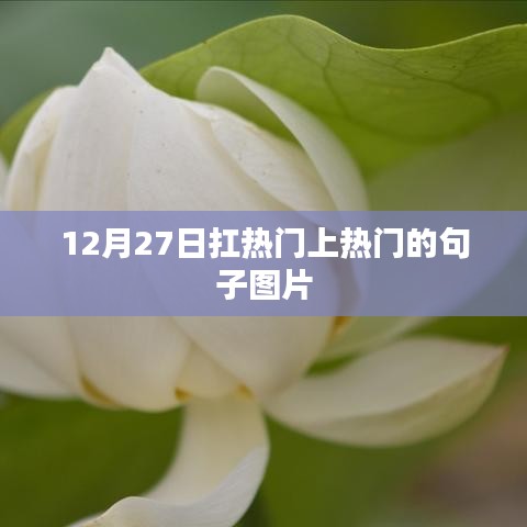 热门句子图片分享,12月27日火爆全网!