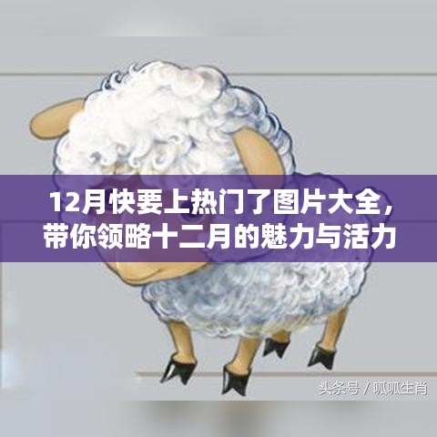十二月热门图片来袭，魅力与活力大放送