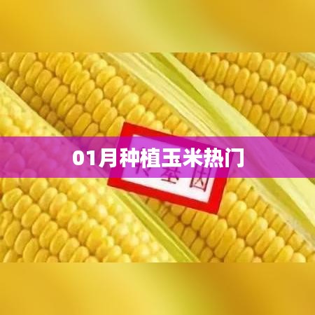 玉米种植一月热门攻略
