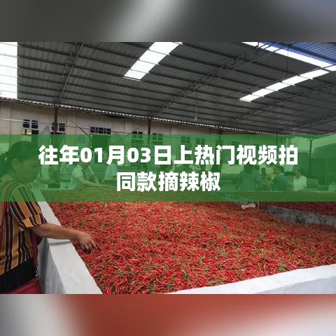 热门视频同款摘辣椒教程，步骤详解