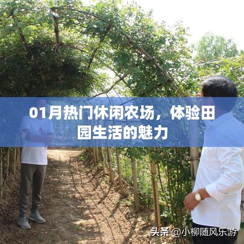 01月热门农场探秘,田园生活的魅力体验