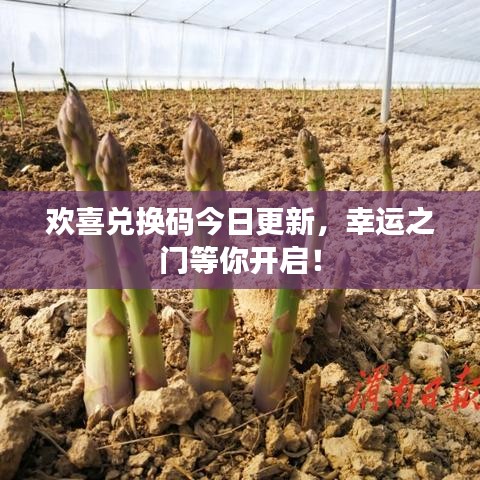 欢喜兑换码今日更新,幸运之门等你开启!