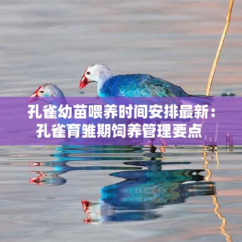 孔雀幼苗喂养时间安排最新:孔雀育雏期饲养管理要点
