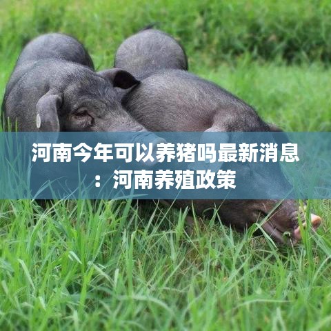 河南今年可以养猪吗最新消息:河南养殖政策