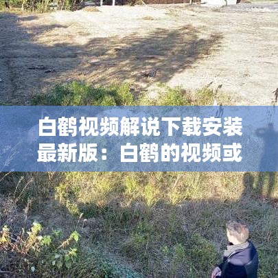 白鹤视频解说下载安装最新版：白鹤的视频或图片 