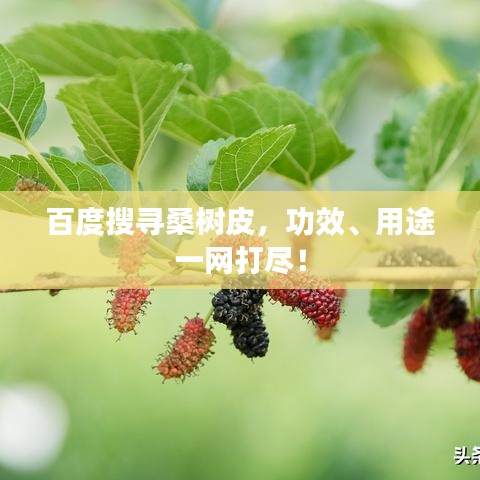 百度搜寻桑树皮,功效、用途一网打尽!