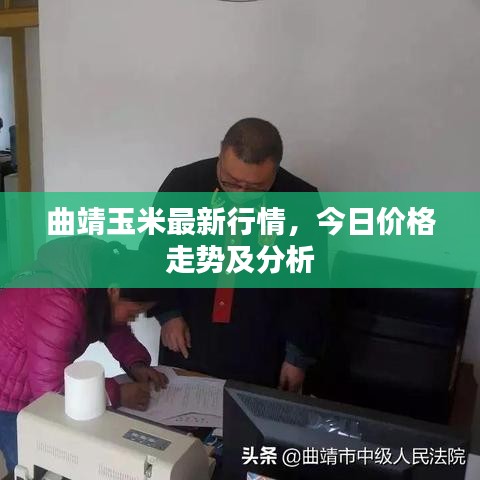 曲靖玉米最新行情，今日价格走势及分析