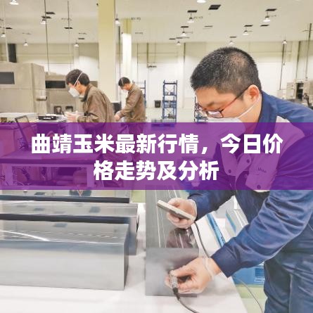 曲靖玉米最新行情,今日价格走势及分析