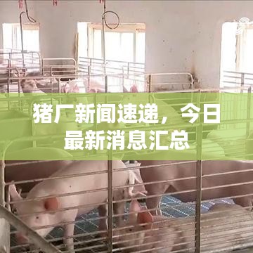 猪厂新闻速递，今日最新消息汇总