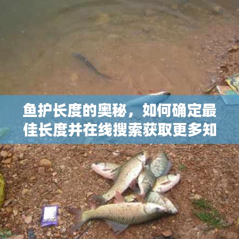 鱼护长度的奥秘,如何确定最佳长度并在线搜索获取更多知识解读
