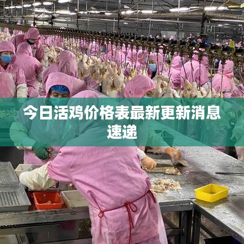 今日活鸡价格表最新更新消息速递