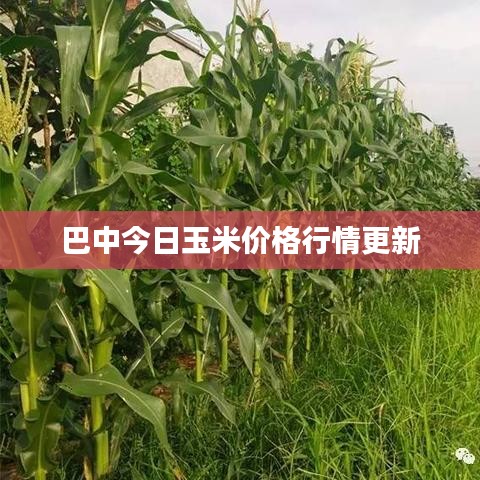 巴中今日玉米价格行情更新
