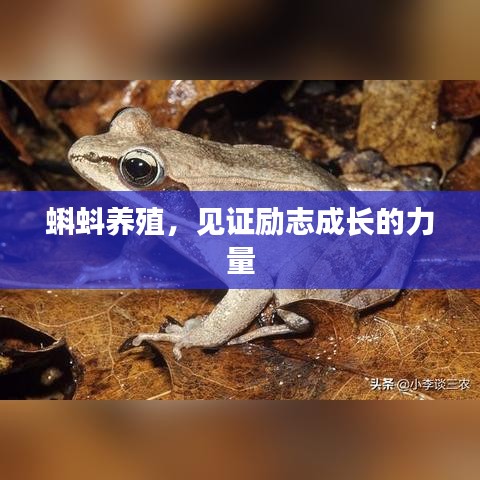 蝌蚪养殖,见证励志成长的力量