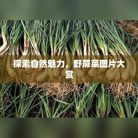 探索自然魅力,野蕨菜图片大赏