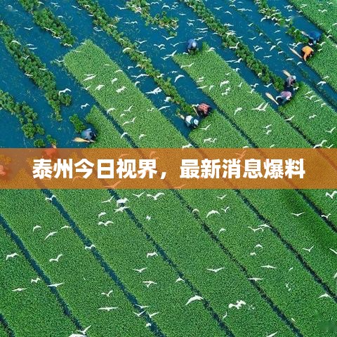 泰州今日视界,最新消息爆料