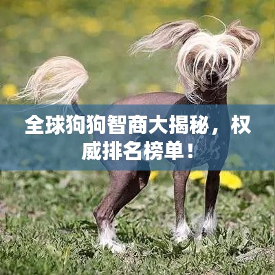 全球狗狗智商大揭秘，权威排名榜单！