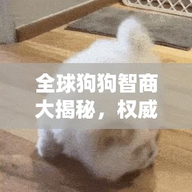 全球狗狗智商大揭秘,权威排名榜单!