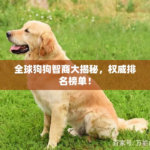 全球狗狗智商大揭秘,权威排名榜单!