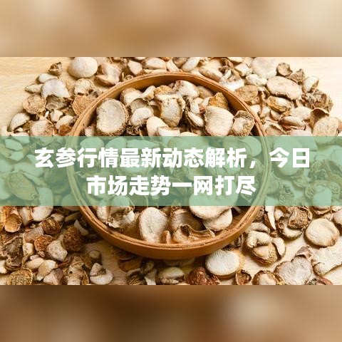 玄参行情最新动态解析,今日市场走势一网打尽