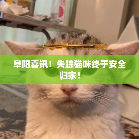 阜阳喜讯!失踪猫咪终于安全归家!