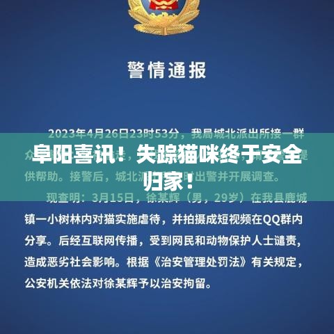 阜阳喜讯!失踪猫咪终于安全归家!