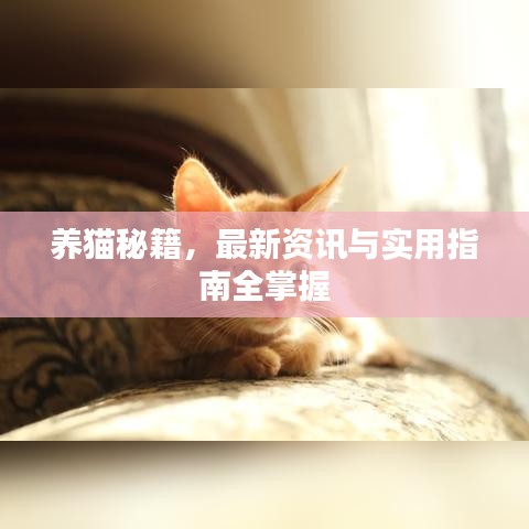 养猫秘籍，最新资讯与实用指南全掌握