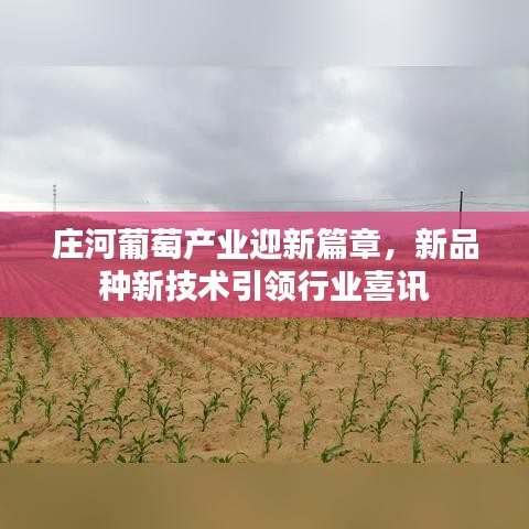庄河葡萄产业迎新篇章,新品种新技术引领行业喜讯