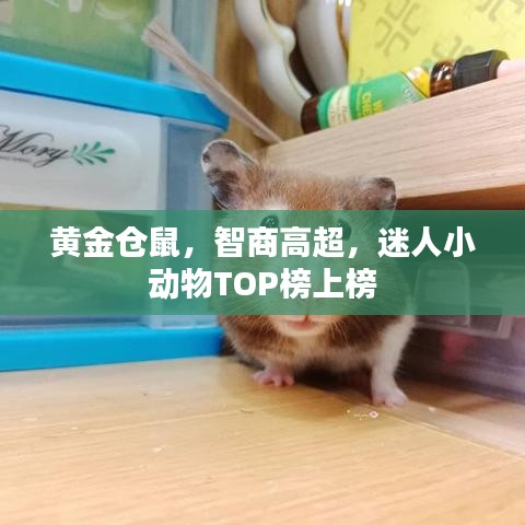 黄金仓鼠,智商高超,迷人小动物TOP榜上榜