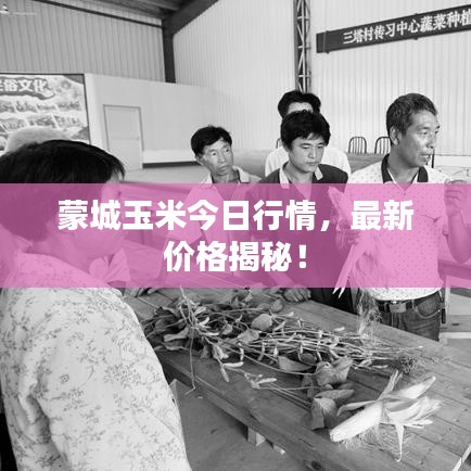 蒙城玉米今日行情，最新价格揭秘！