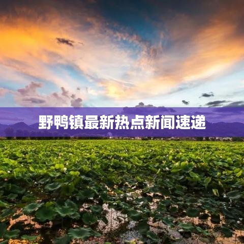 野鸭镇最新热点新闻速递