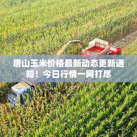 唐山玉米价格最新动态更新通知!今日行情一网打尽