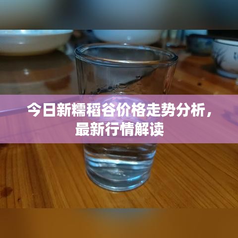 今日新糯稻谷价格走势分析,最新行情解读
