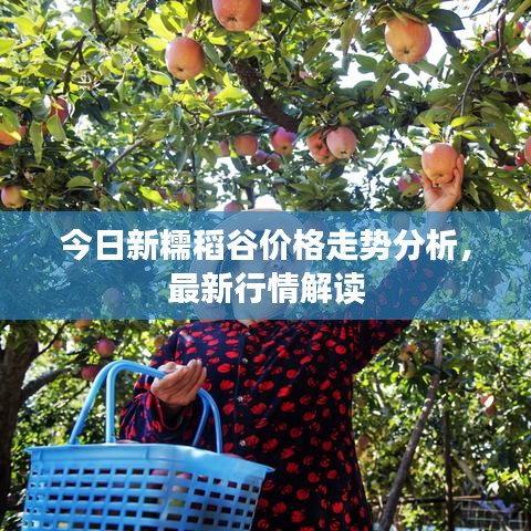 今日新糯稻谷价格走势分析,最新行情解读