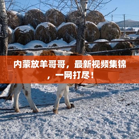 内蒙放羊哥哥，最新视频集锦，一网打尽！
