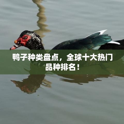 鸭子种类盘点,全球十大热门品种排名!