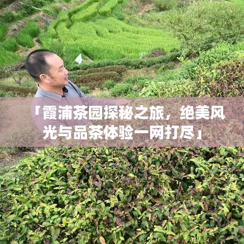 「霞浦茶园探秘之旅，绝美风光与品茶体验一网打尽」