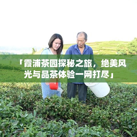 「霞浦茶园探秘之旅,绝美风光与品茶体验一网打尽」