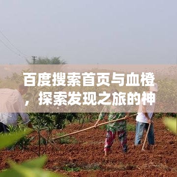 百度搜索首页与血橙,探索发现之旅的神秘之旅