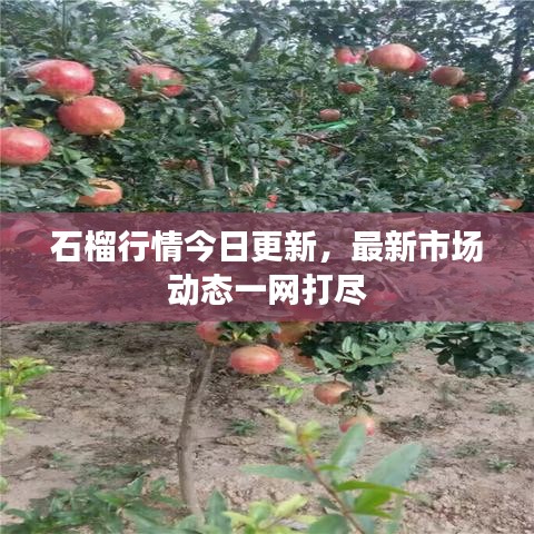 石榴行情今日更新，最新市场动态一网打尽